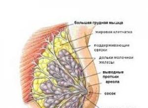 Karmienie piersią: korzyści i zasady karmienia Karmienie piersią