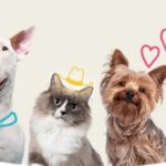 10 типов характера домашних животных