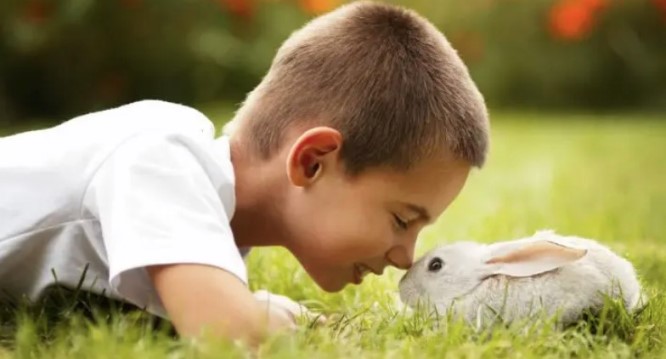 Альтернативы собакам и кошкам в качестве домашних животных