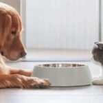 Как безопасно перевести собаку или кошку на новый корм