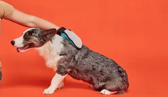 Как контролировать сезонную линьку у собак и кошек