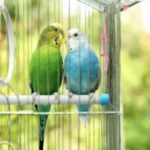 Как содержать домашнюю птицу