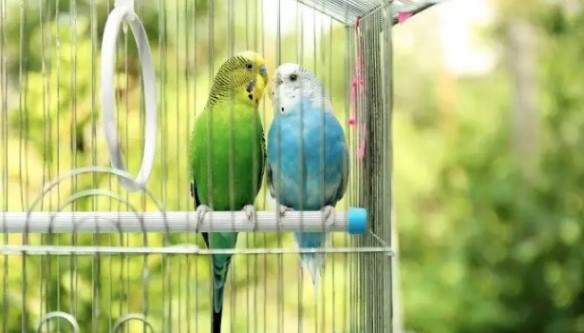 Как содержать домашнюю птицу