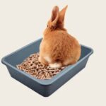 Пошаговое руководство по приучению кролика к лотку