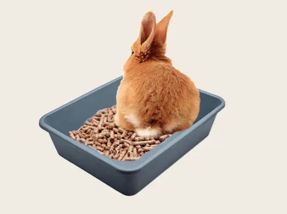 Пошаговое руководство по приучению кролика к лотку