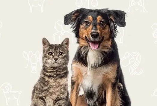 Путеводитель по знакам зодиака домашних животных