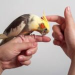 Руководство для начинающих по уходу за домашними птицами