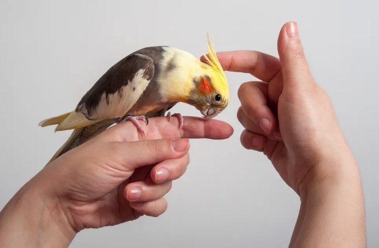 Руководство для начинающих по уходу за домашними птицами