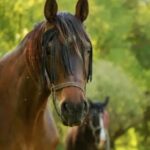 Уход за вашей лошадью