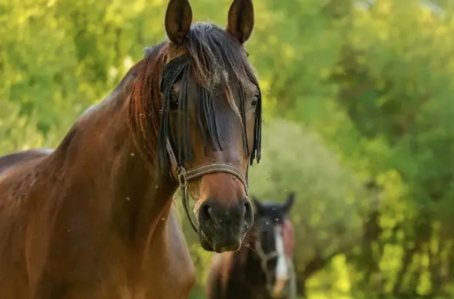 Уход за вашей лошадью