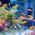 10 популярных пород домашних рыбок