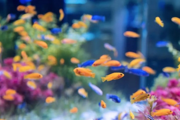 10 популярных пород домашних рыбок