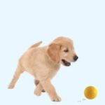 7 развлечений для собак в дождливую погоду