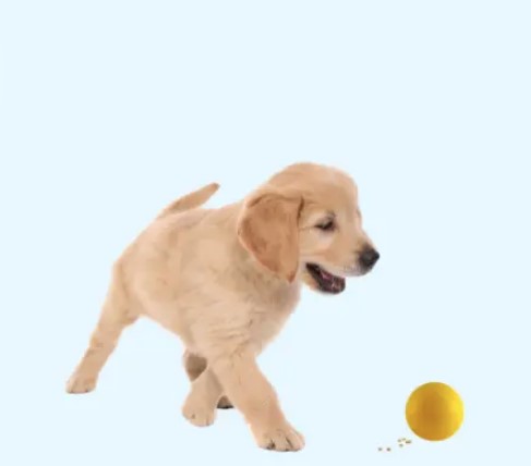 7 развлечений для собак в дождливую погоду