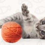 Новое руководство по котятам