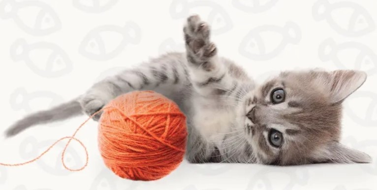 Новое руководство по котятам