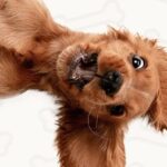 Руководство для новых щенков