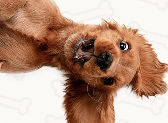 Руководство для новых щенков