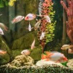 Руководство по кормлению ваших рыбок