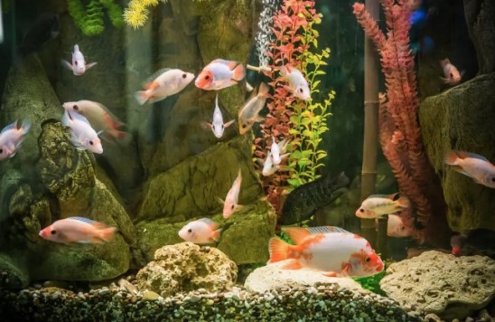 Руководство по кормлению ваших рыбок