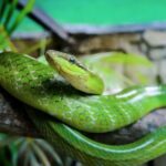 Руководство по уходу за домашней змеей