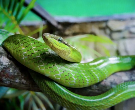 Руководство по уходу за домашней змеей