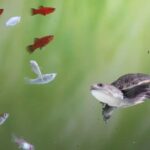 Руководство по уходу за домашними черепахами