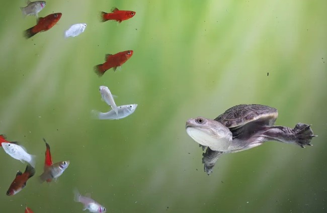 Руководство по уходу за домашними черепахами