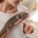 Руководство по уходу за домашними рептилиями