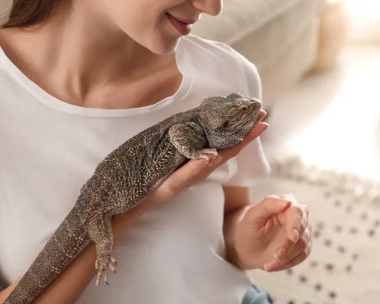 Руководство по уходу за домашними рептилиями