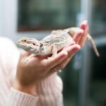 Руководство по уходу за ящерицами в качестве домашних питомцев
