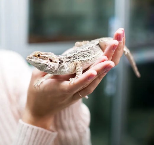 Руководство по уходу за ящерицами в качестве домашних питомцев